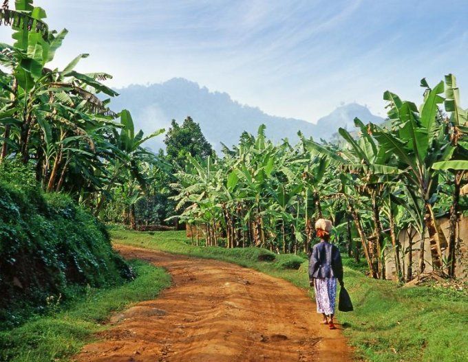 Ouganda | Bugisu AA Mt Elgon