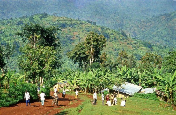 Ouganda | Bugisu AA Mt Elgon